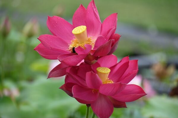 New-1-600x400 Chinese Red Xibeipo Lotus