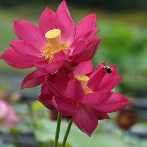 new-2-300x300 Chinese Red Xibeipo Lotus