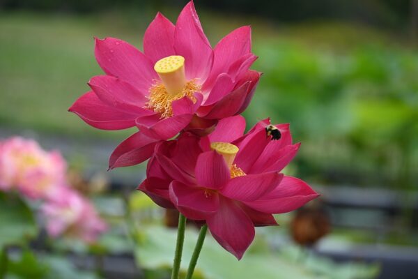 new-2-600x400 Chinese Red Xibeipo Lotus