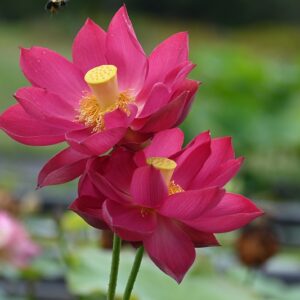 new-3-300x300 Chinese Red Xibeipo Lotus