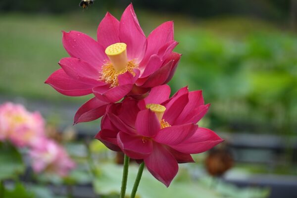 new-3-600x400 Chinese Red Xibeipo Lotus