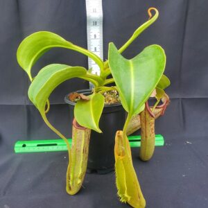 20231124_132551-r-300x300 Nepenthes robcantleyi x fusca BE3893