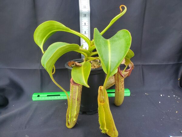 20231124_132551-r-600x450 Nepenthes robcantleyi x fusca BE3893