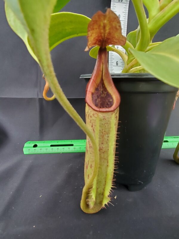 20231124_132618-r-600x801 Nepenthes robcantleyi x fusca BE3893