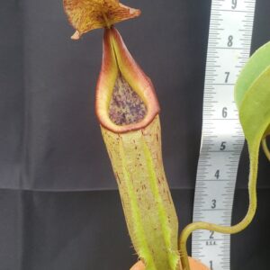 20231124_132722-r-300x300 Nepenthes robcantleyi x fusca BE3893