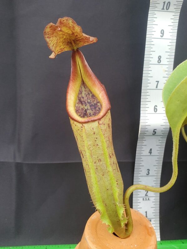 20231124_132722-r-600x801 Nepenthes robcantleyi x fusca BE3893