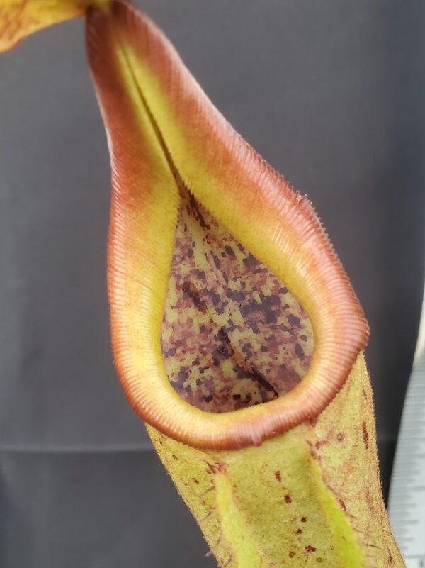 20231124_132843-R-600x801 Nepenthes robcantleyi x fusca BE3893