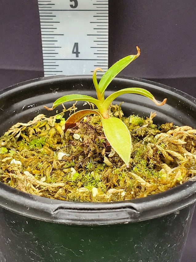 Nepenthes lingulata BE3463 – Bergen Water Gardens, Lotus Paradise