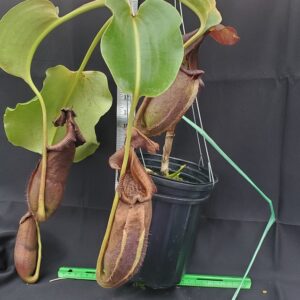 20231122_142851-R-300x300 Nepenthes robcantleyi BE3517 XL #2