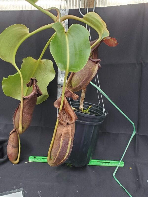 20231122_142851-R-600x801 Nepenthes robcantleyi BE3517 XL #2