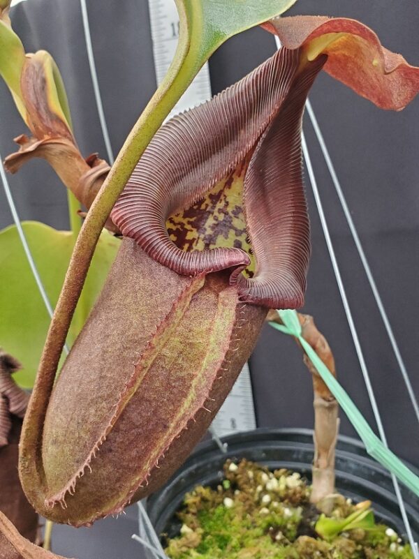 20231122_142908-R-600x801 Nepenthes robcantleyi BE3517 XL #2