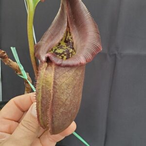20231122_142929-R-300x300 Nepenthes robcantleyi BE3517 XL #2