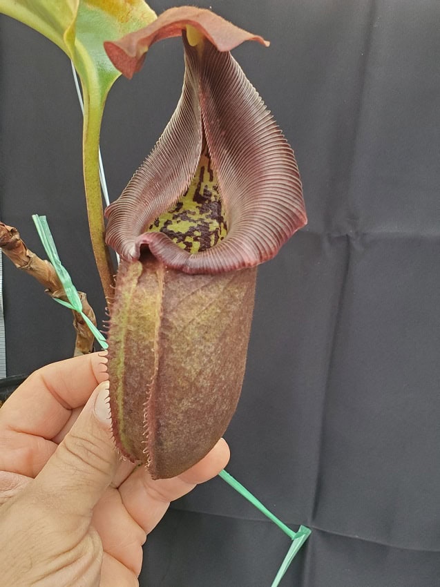Nepenthes robcantleyi BE3517 XL #2 – Bergen Water Gardens, Lotus