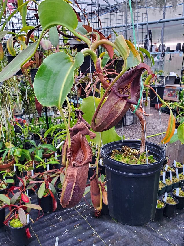 Nepenthes robcantleyi BE3517 XL #2 – Bergen Water Gardens, Lotus