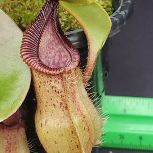 20231128_140414-R-300x300 Nepenthes robcantleyi x hamata BE 3958
