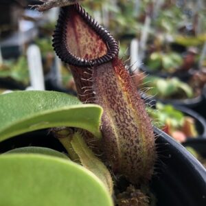 IMG_3918-R-Aug-19-med-300x300 Nepenthes robcantleyi x hamata BE 3958