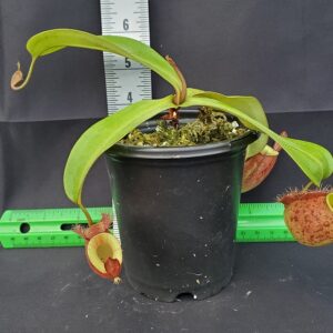 20231119_135611-R-300x300 Nepenthes ampullaria 'Lime Twist' BE 3390