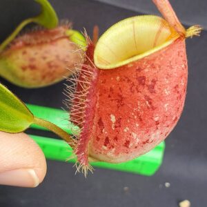 20231119_135636-R-300x300 Nepenthes ampullaria 'Lime Twist' BE 3390