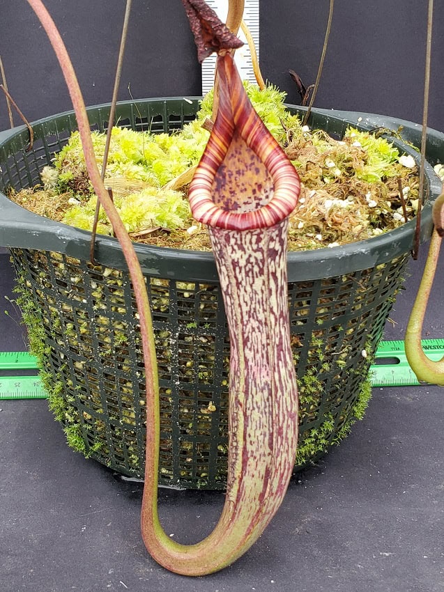 Nepenthes maxima x vogelii BE3728 – Bergen Water Gardens, Lotus