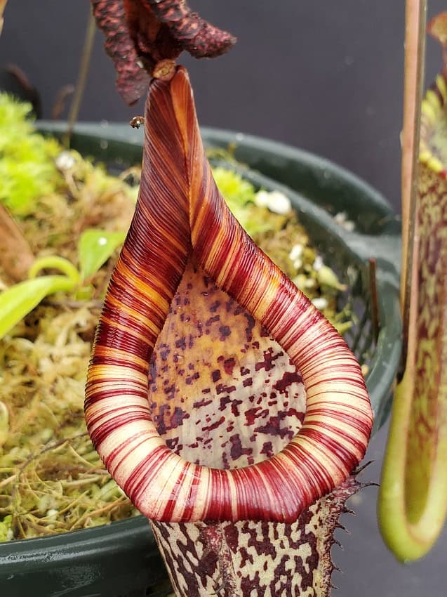 Nepenthes maxima x vogelii BE3728 – Bergen Water Gardens, Lotus