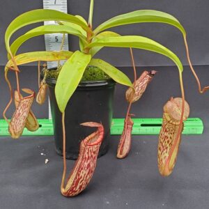 20231122_145729-R-300x300 Nepenthes spectabilis x ventricosa BE 3745