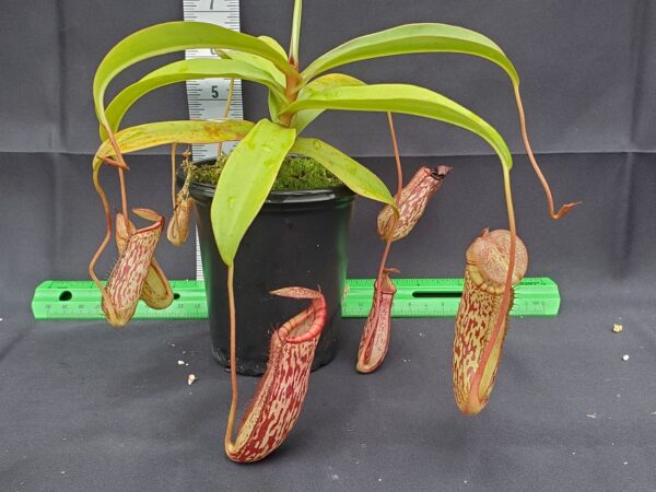 20231122_145729-R-600x450 Nepenthes spectabilis x ventricosa BE 3745