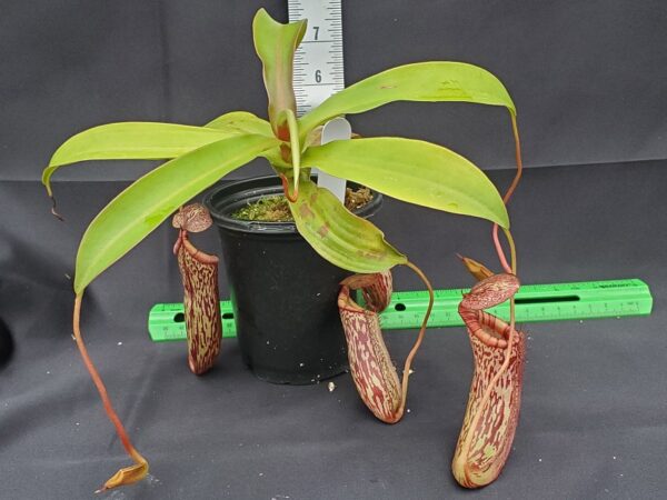 20231122_145805-R-600x450 Nepenthes spectabilis x ventricosa BE 3745