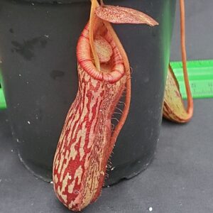 20231122_145839-R-300x300 Nepenthes spectabilis x ventricosa BE 3745