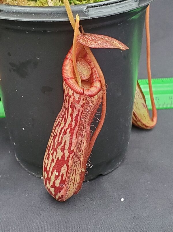 20231122_145839-R-600x801 Nepenthes spectabilis x ventricosa BE 3745