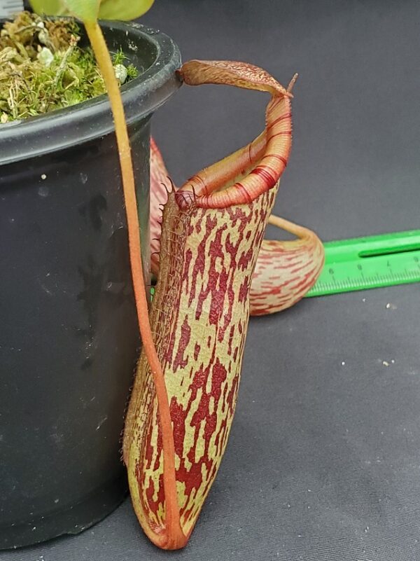 20231122_145858-R-600x801 Nepenthes spectabilis x ventricosa BE 3745