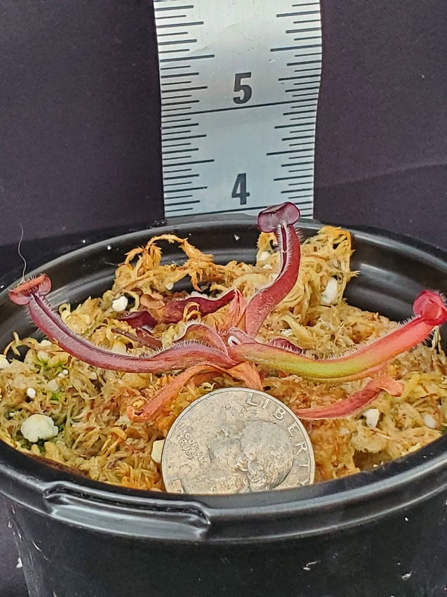 20240703_192821-R-2024-600x801 Heliamphora heterodoxa BE 3833 20240703_192821-R-2024-600x801 Heliamphora heterodoxa BE 3833