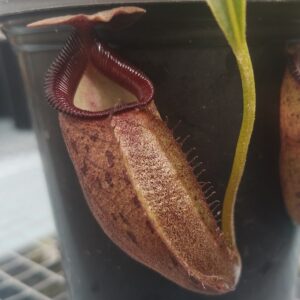 20181026_152841-r-300x300 Nepenthes talangensis x robcantleyi BE3497