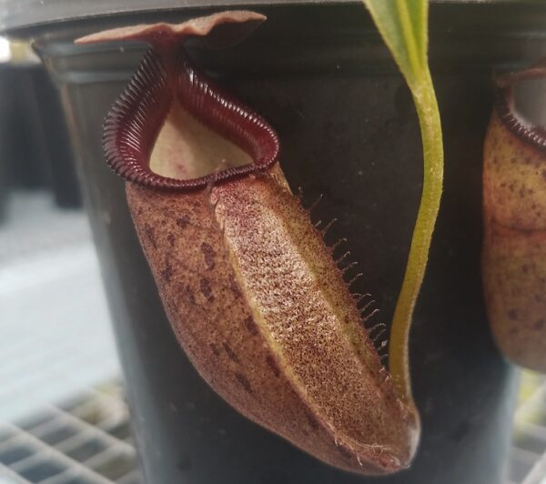 20181026_152841-r-600x532 Nepenthes talangensis x robcantleyi BE3497