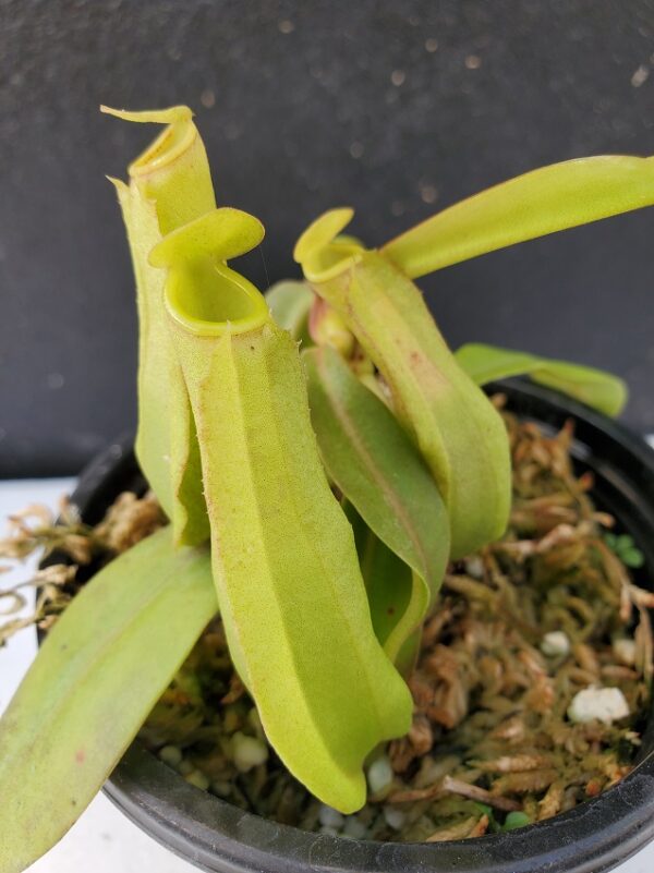 20201017_165910-R-med-600x801 Nepenthes reinwardtiana BE 3159