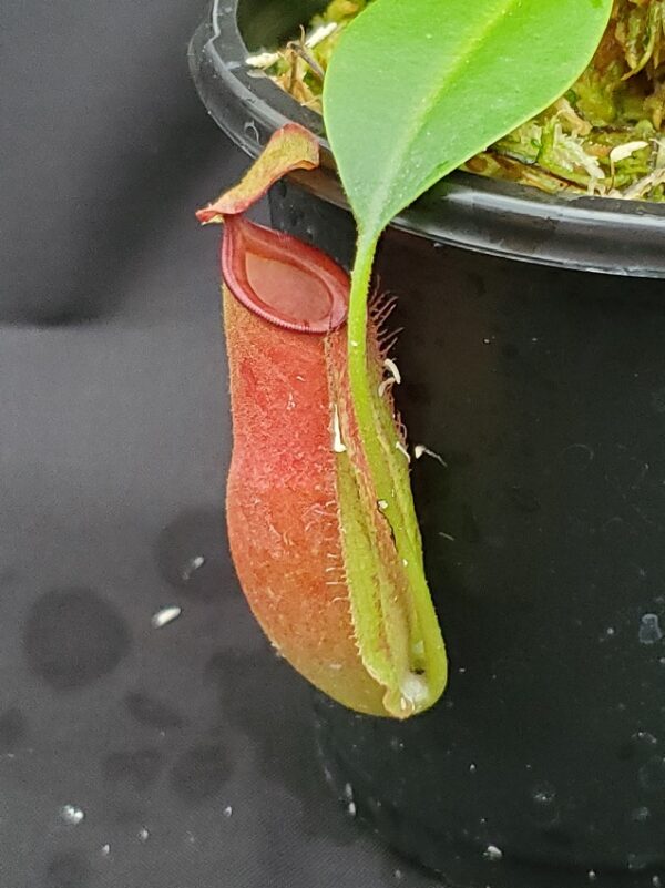 20201019_163207-R-600x801 Nepenthes ampullaria x fusca BE 3941