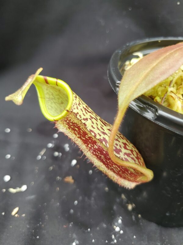 20201021_154540-r-med-2020-600x801 Nepenthes spectabilis x platychila BE3760
