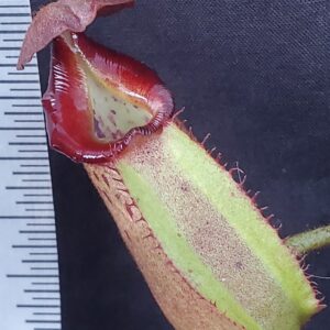 20231007_180036-r-300x300 Nepenthes robcantleyi x veitchii BE3933
