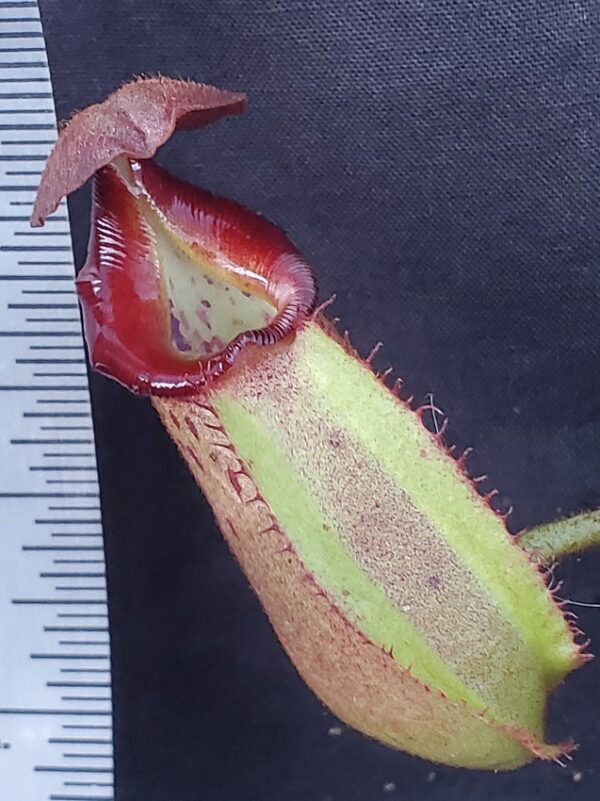 20231007_180036-r-600x801 Nepenthes robcantleyi x veitchii BE3933