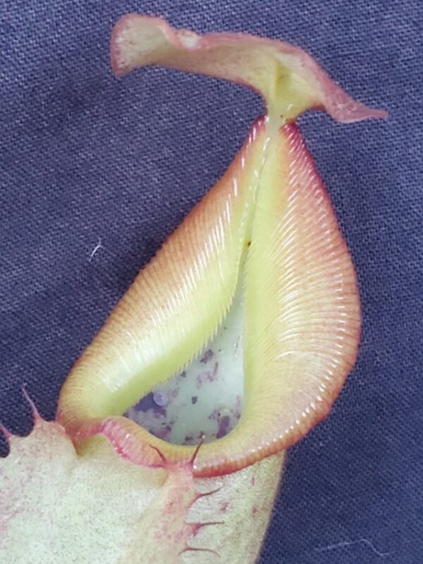 20231007_180101-R-600x801 Nepenthes robcantleyi x veitchii BE3933