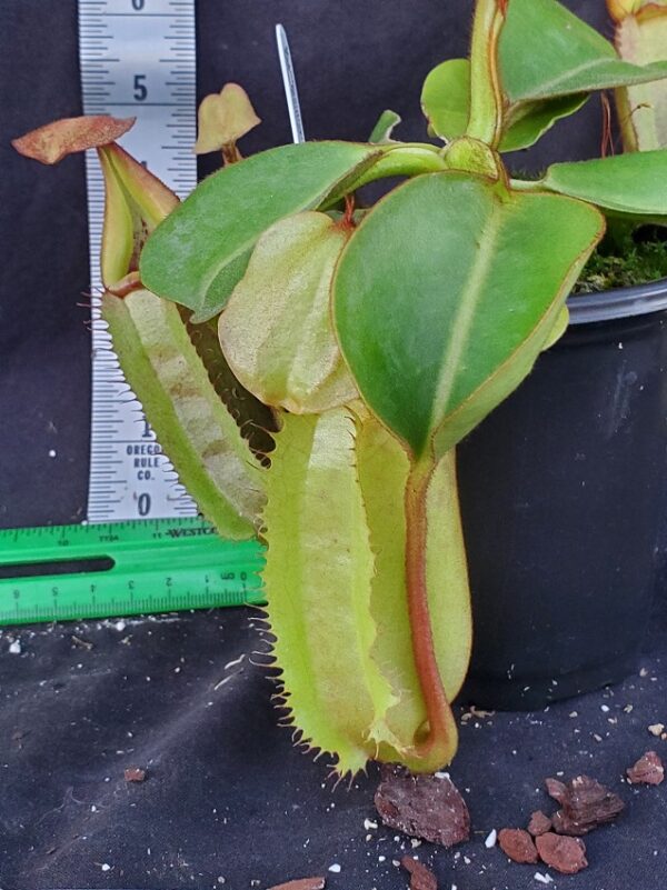 20231007_180129-R-600x801 Nepenthes robcantleyi x veitchii BE3933