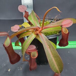20231117_151117Rre-Med-N-300x300 Nepenthes ramispina x reinwardtiana BE 3711