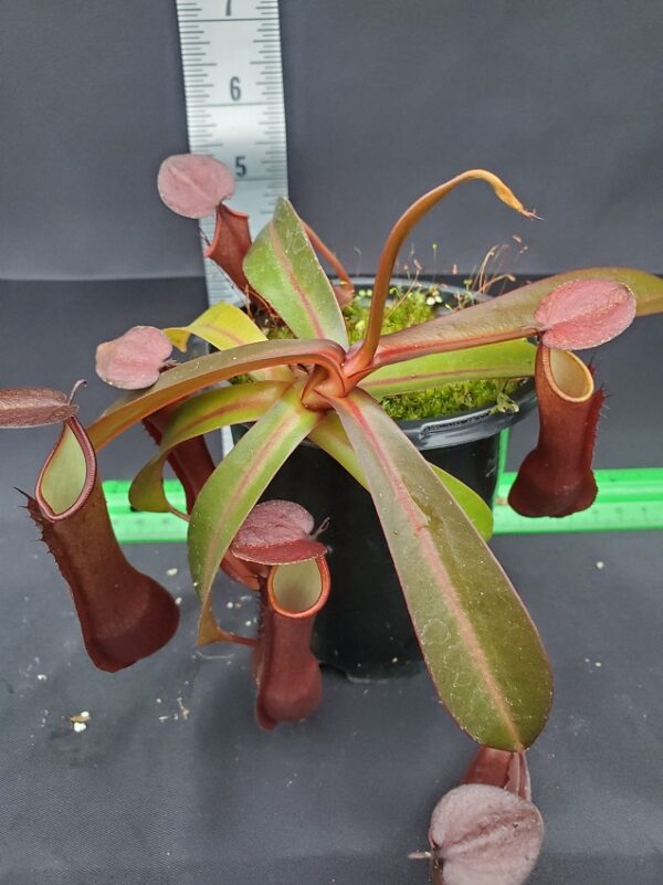 20231117_151117Rre-Med-N-600x801 Nepenthes ramispina x reinwardtiana BE 3711