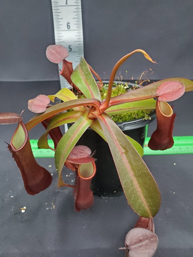 Nepenthes ramispina x reinwardtiana BE 3711 – Bergen Water Gardens