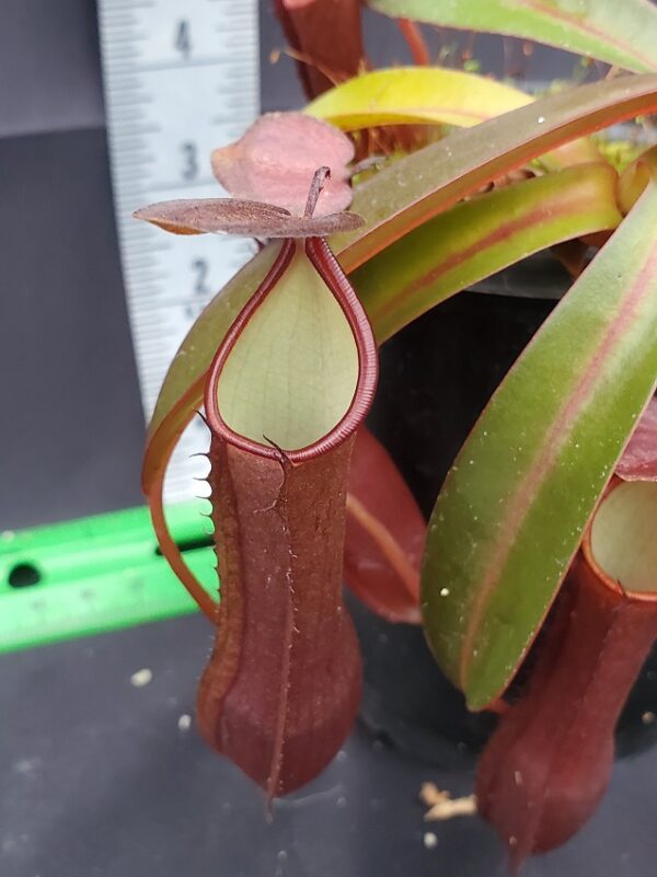 20231117_151125Rr-med-N-600x801 Nepenthes ramispina x reinwardtiana BE 3711