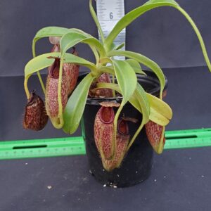 20231124_153319-R-300x300 Nepenthes maxima x aristolochiodes BE 3578
