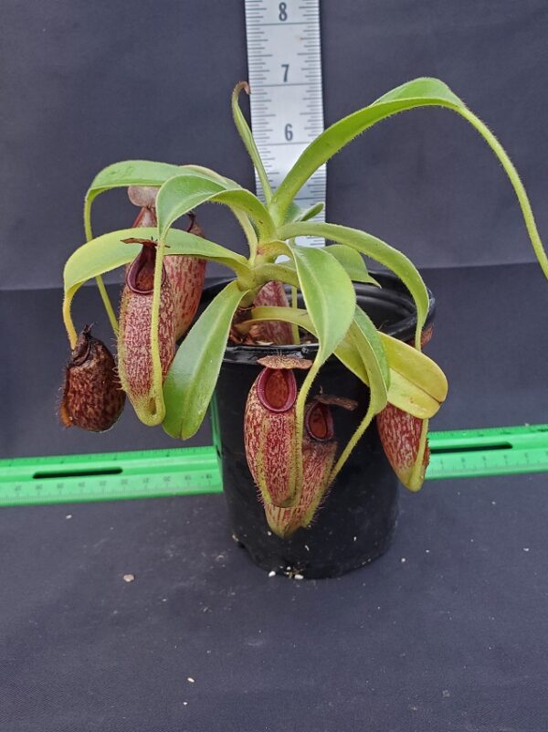 20231124_153319-R-600x801 Nepenthes maxima x aristolochiodes BE 3578