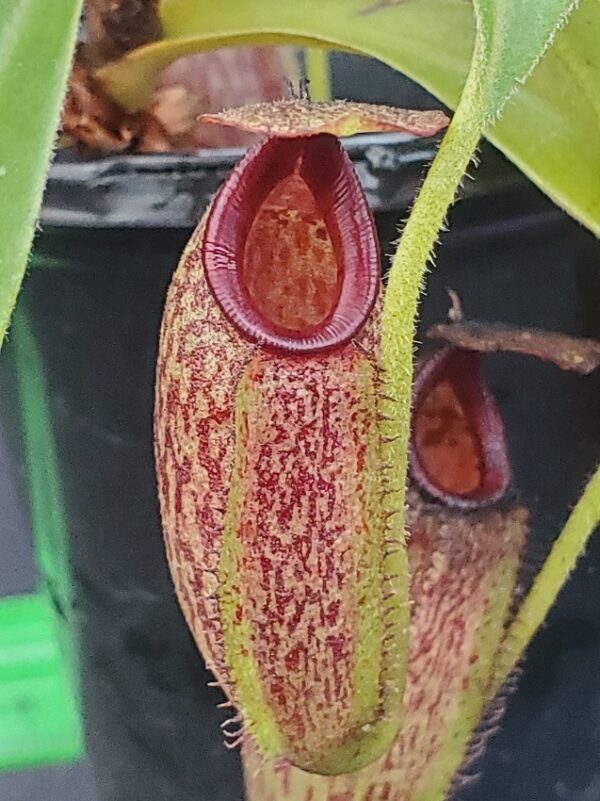 20231124_153327-r-600x801 Nepenthes maxima x aristolochiodes BE 3578