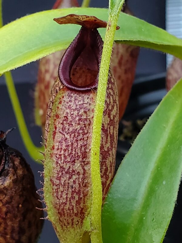20231124_153330-R-600x801 Nepenthes maxima x aristolochiodes BE 3578