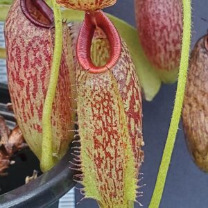 20231124_153347-R-300x300 Nepenthes maxima x aristolochiodes BE 3578