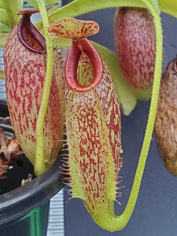 20231124_153347-R-600x801 Nepenthes maxima x aristolochiodes BE 3578